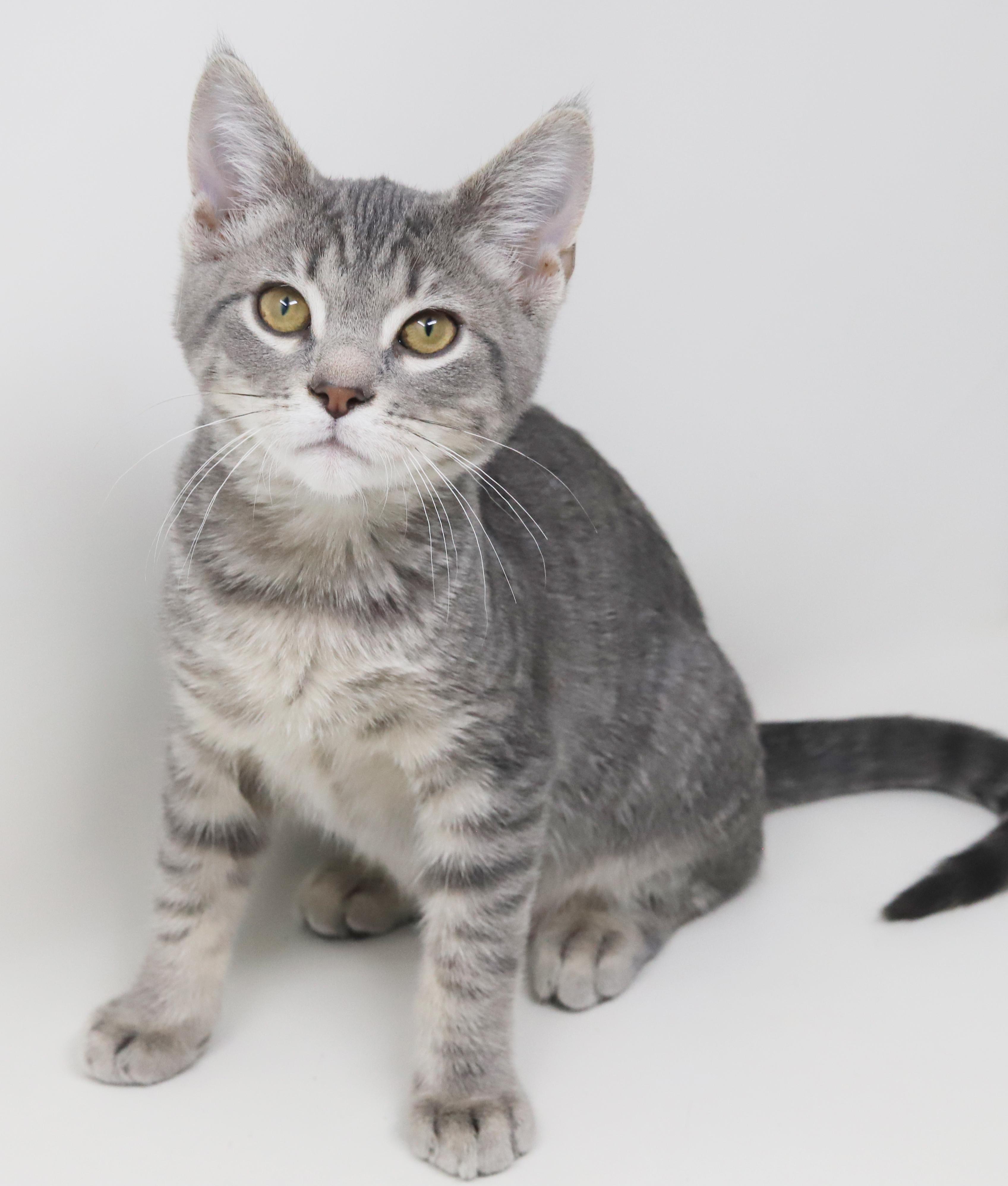 Boba is baby brilliance! BONDED with Ragoon!!, a Adoptable mixed breed in Bedford Hills, NY image 1/6