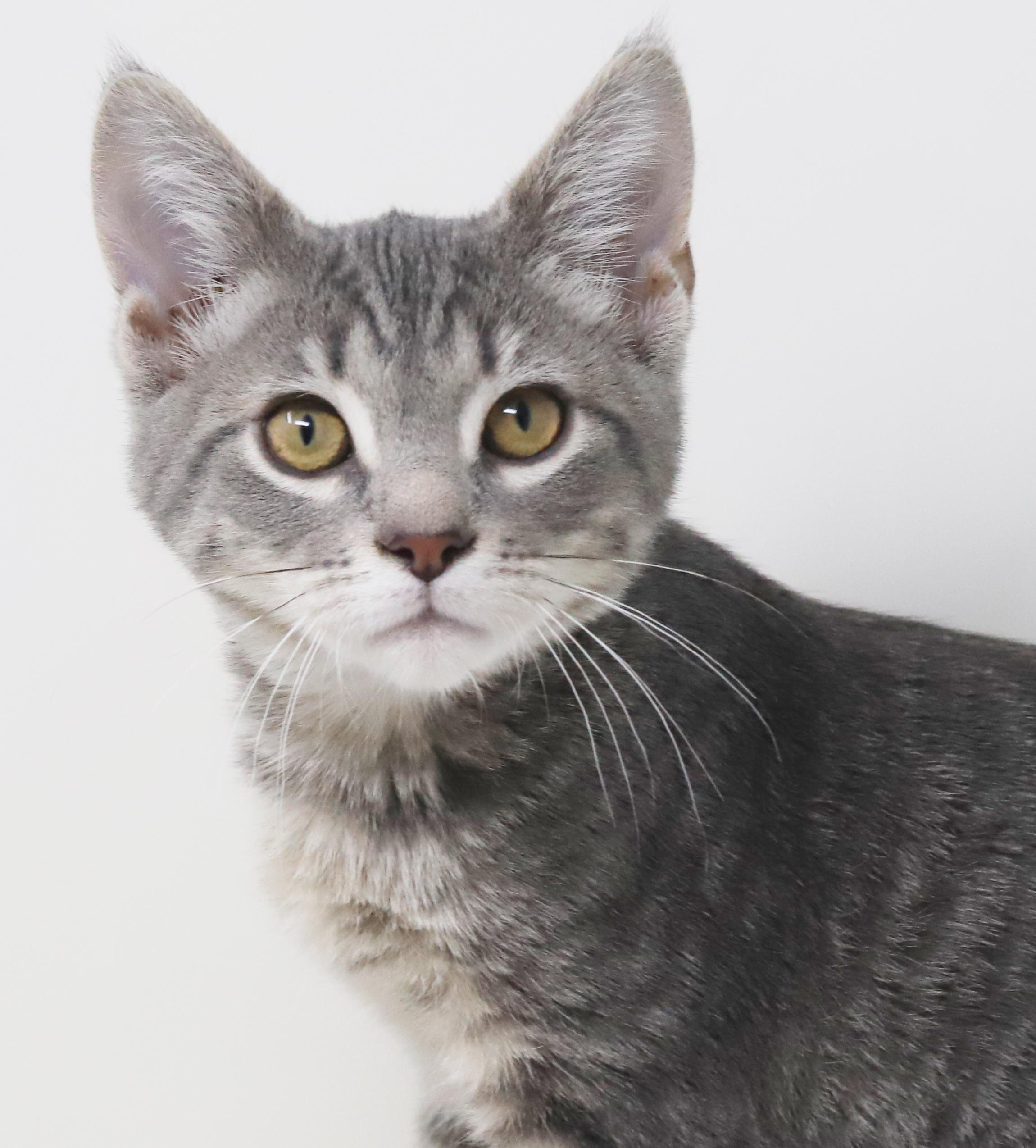 Boba is baby brilliance! BONDED with Ragoon!!, a Adoptable mixed breed in Bedford Hills, NY image 2/6