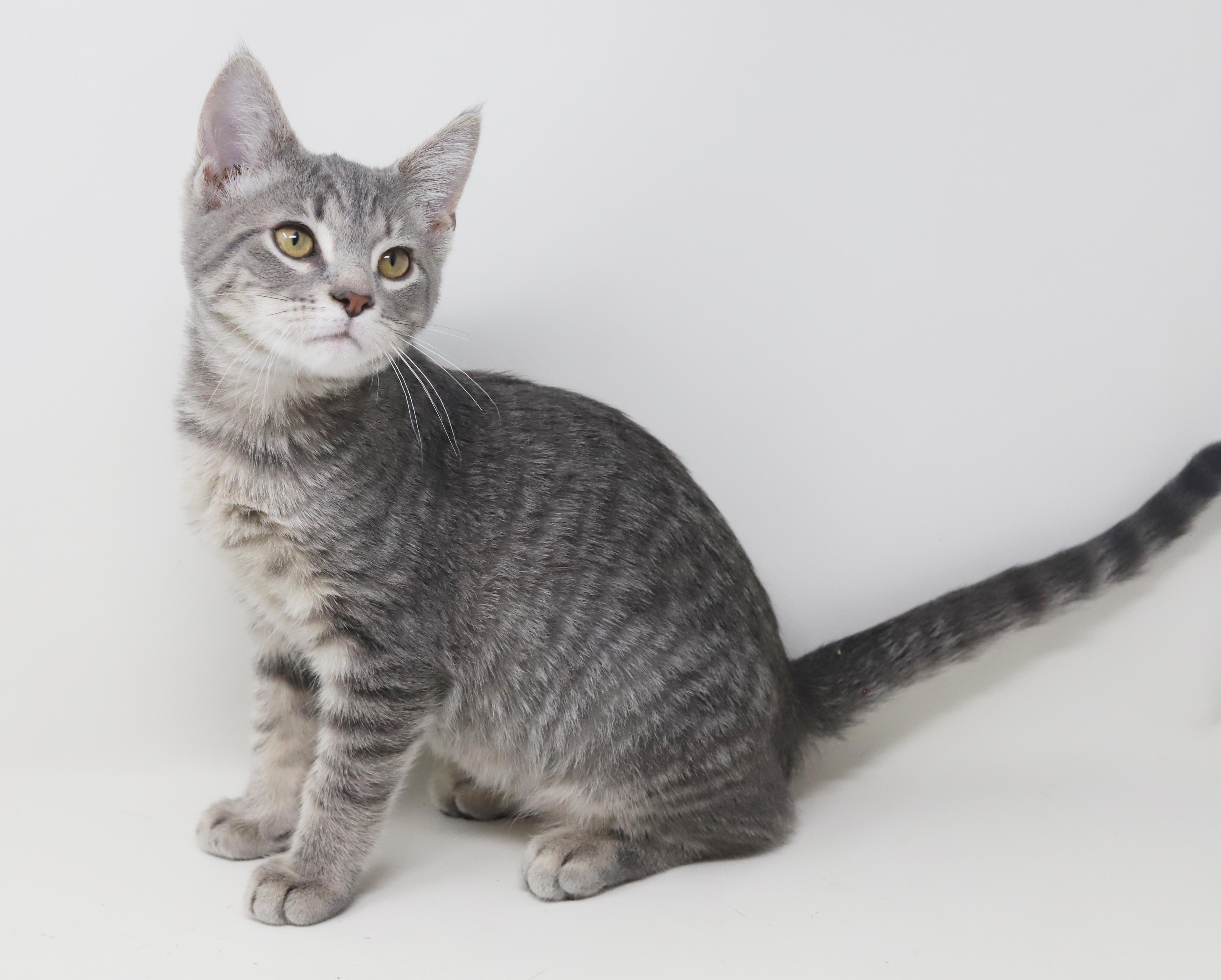 Boba is baby brilliance! BONDED with Ragoon!!, a Adoptable mixed breed in Bedford Hills, NY image 5/6