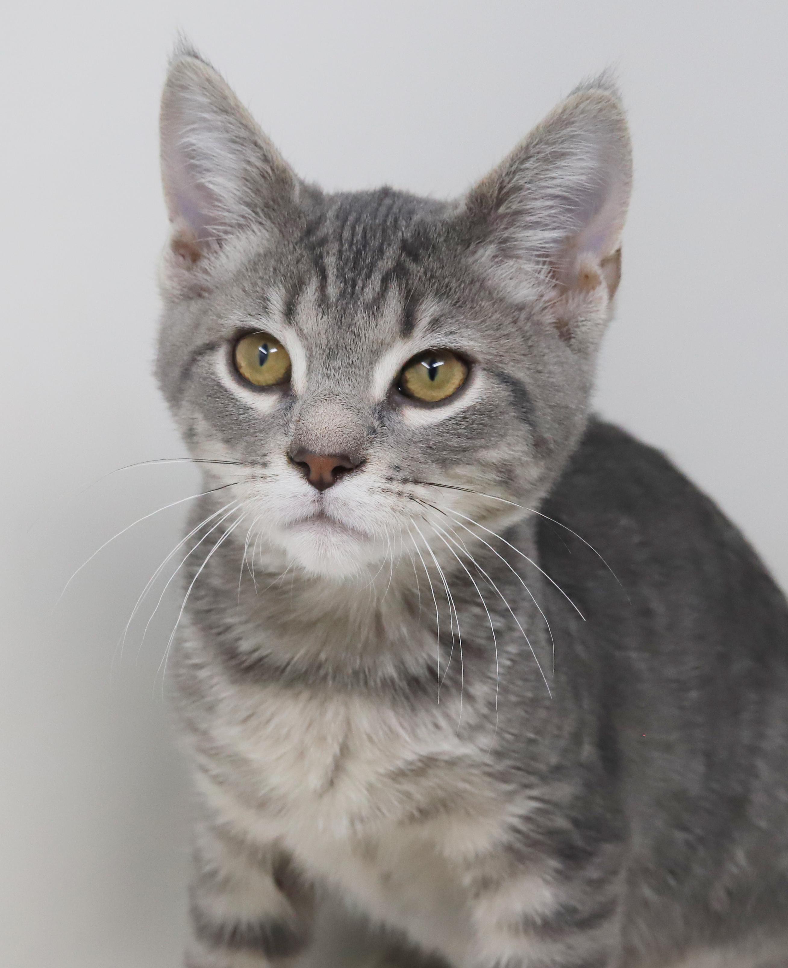 Boba is baby brilliance! BONDED with Ragoon!!, a Adoptable mixed breed in Bedford Hills, NY image 4/6