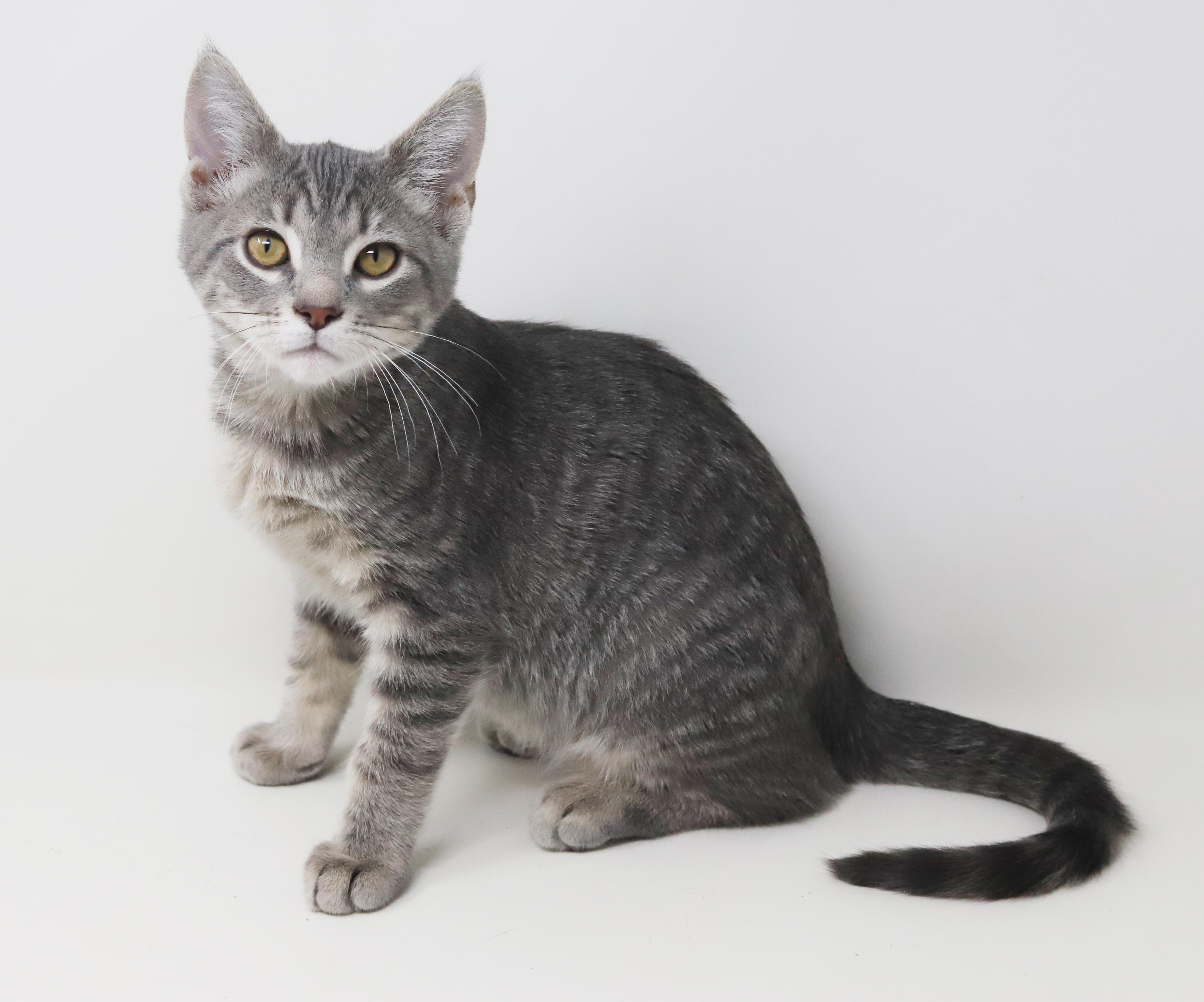 Boba is baby brilliance! BONDED with Ragoon!!, a Adoptable mixed breed in Bedford Hills, NY image 3/6