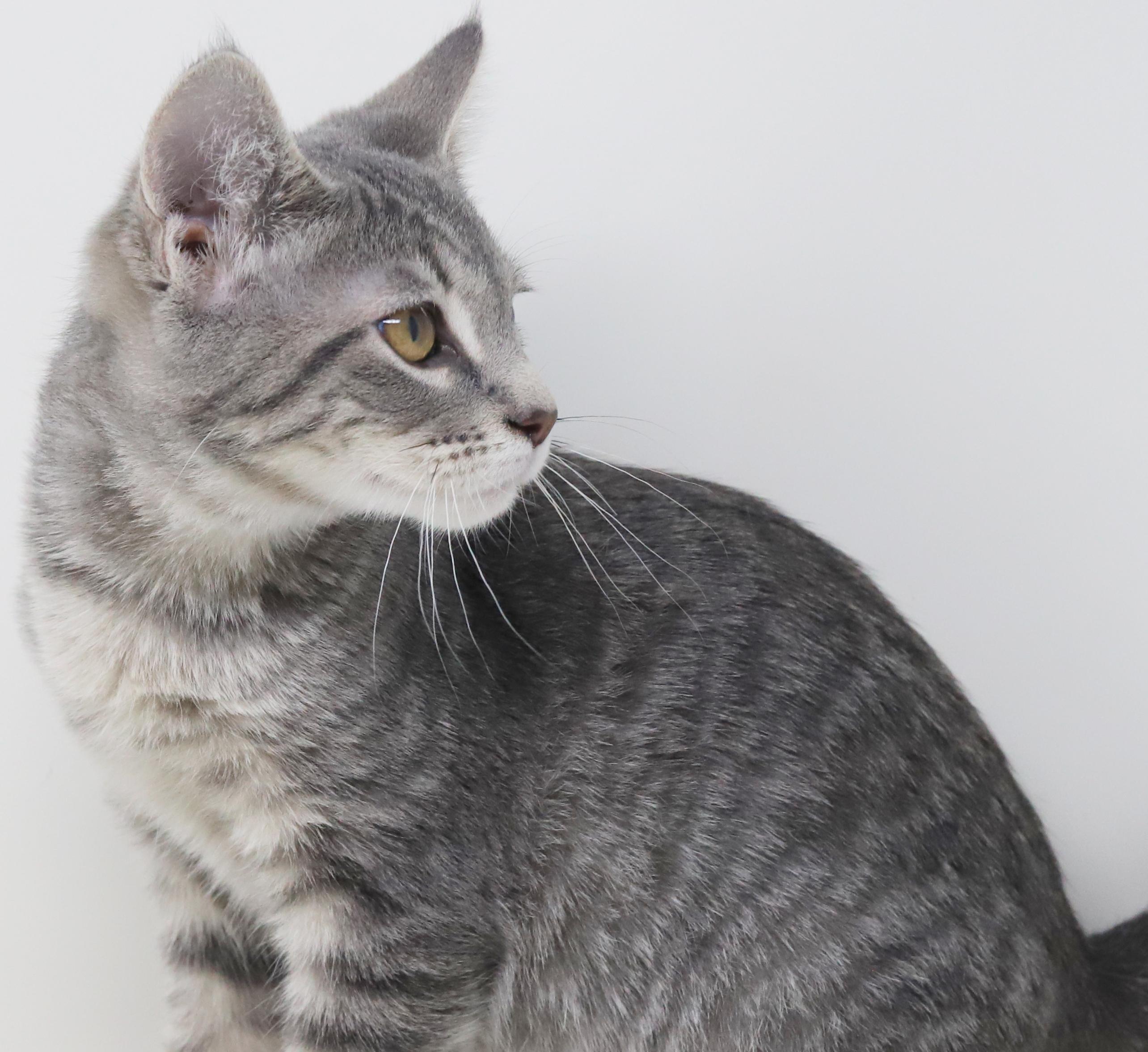 Boba is baby brilliance! BONDED with Ragoon!!, a Adoptable mixed breed in Bedford Hills, NY image 6/6