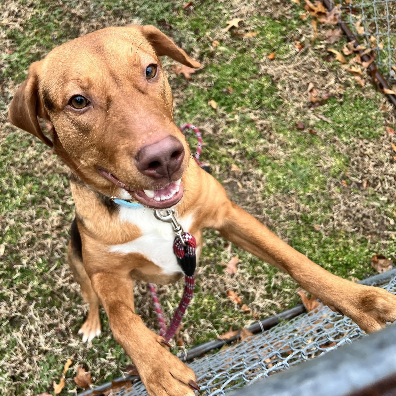 Enlarge Rocky, a ADOPTABLE mixed breed in St Leonard, MD image 1/1