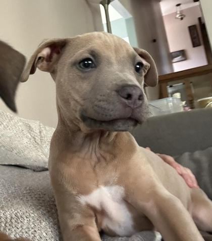 Enlarge Peggy Schuyler, a Adoptable mixed breed in Hobart, IN image 2/3