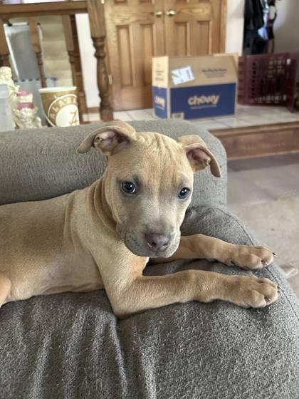 Enlarge Peggy Schuyler, a Adoptable mixed breed in Hobart, IN image 3/3