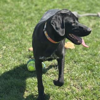 Enlarge Vega - foster placement needed, an adoptable mixed breed in Mississauga, ON image 5/6