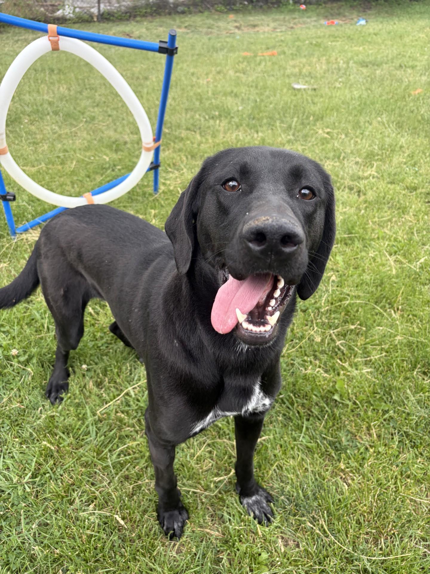 Enlarge Vega - Foster Placement Needed, an adoptable mixed breed in Mississauga, ON image 4/6