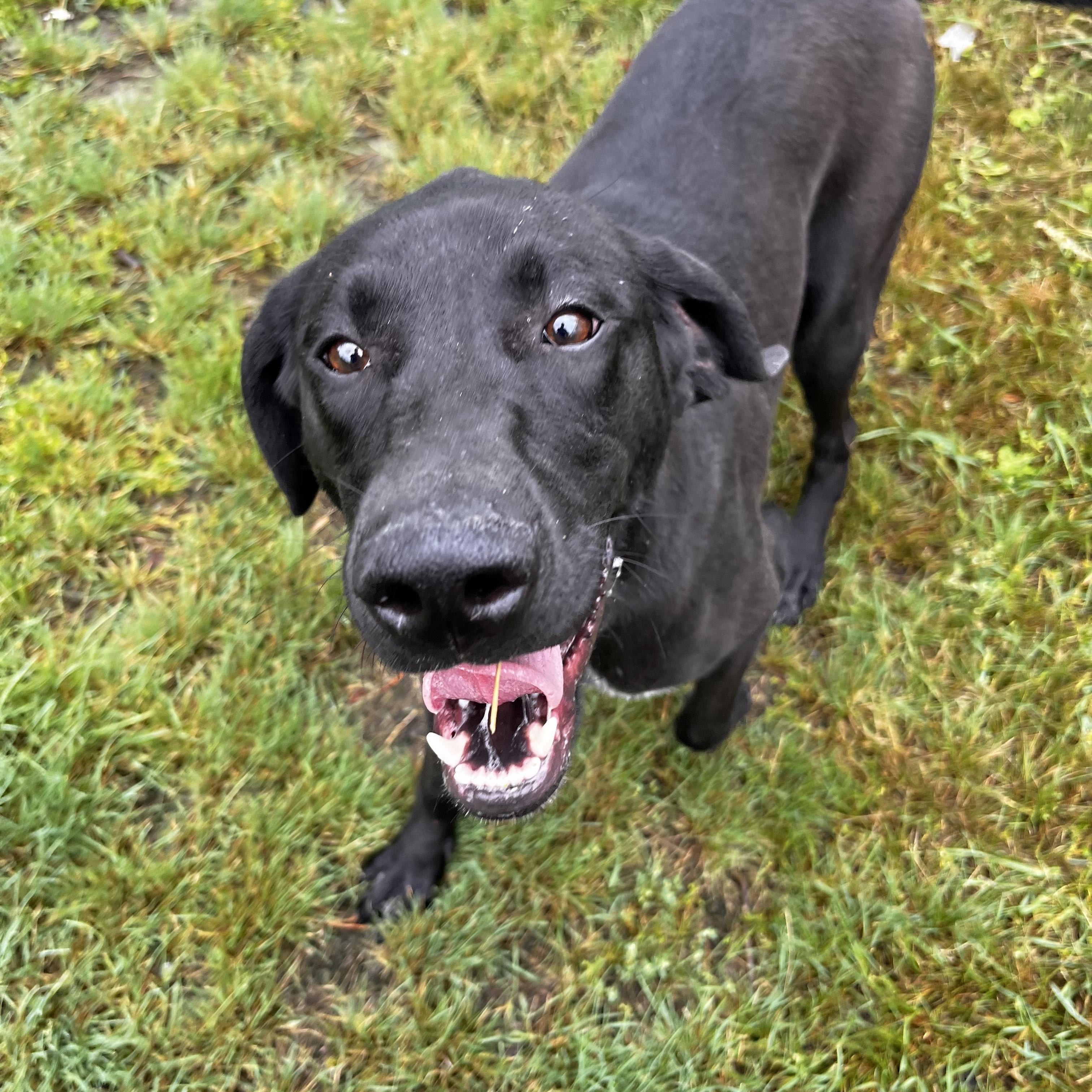 Vega - foster placement needed, adoptable, Adult Female Turkish Kangal & German Shorthaired Pointer.