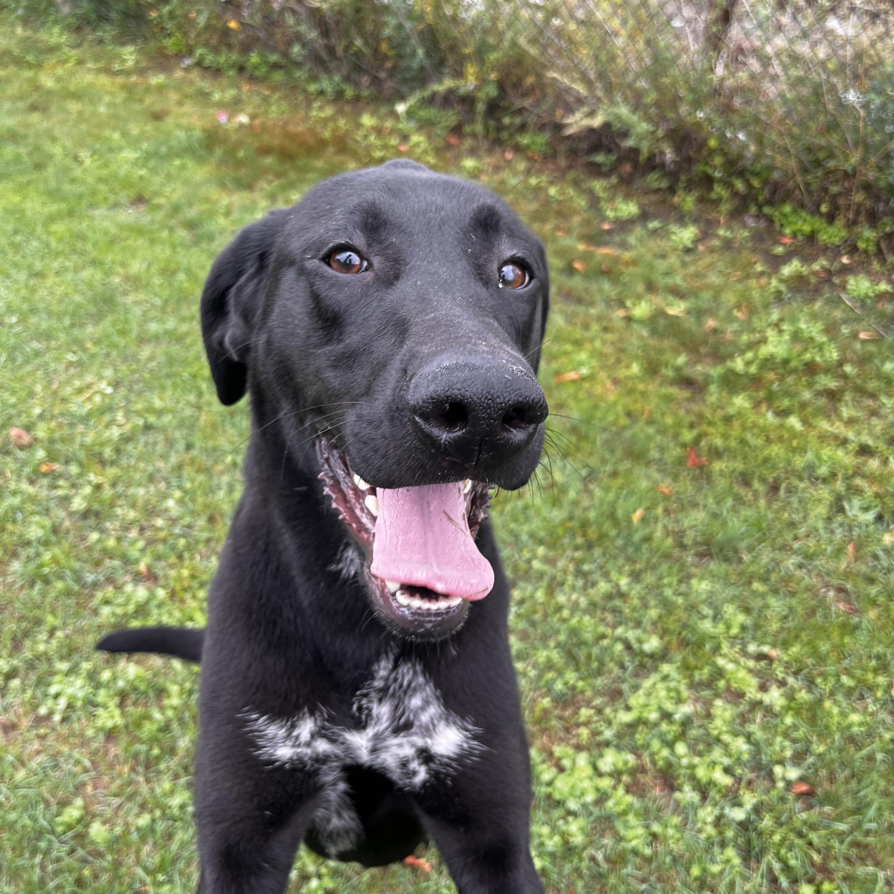 Enlarge Vega - foster placement needed, an adoptable mixed breed in Mississauga, ON image 3/5