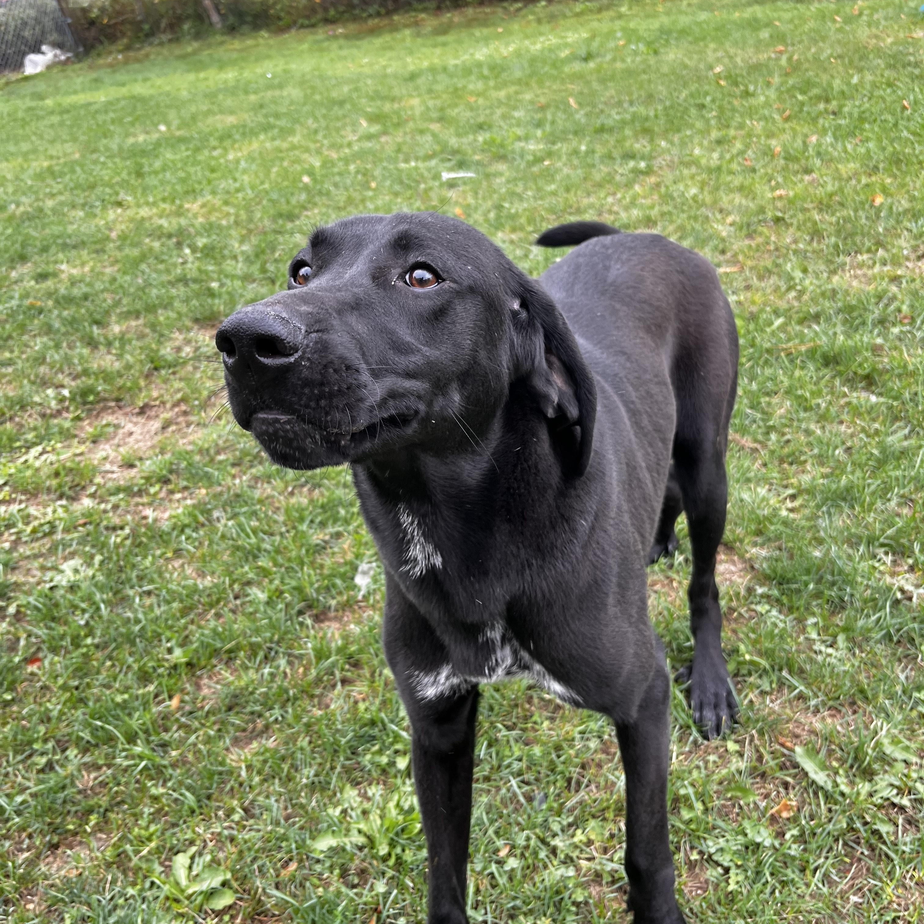 Enlarge Vega - foster placement needed, an adoptable mixed breed in Mississauga, ON image 5/5