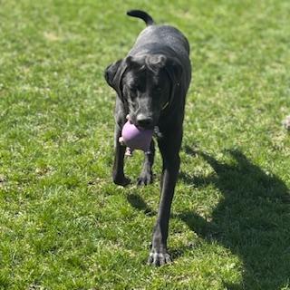 Enlarge Vega - foster placement needed, an adoptable mixed breed in Mississauga, ON image 4/6
