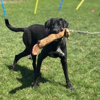 Enlarge Vega - foster placement needed, an adoptable mixed breed in Mississauga, ON image 3/6
