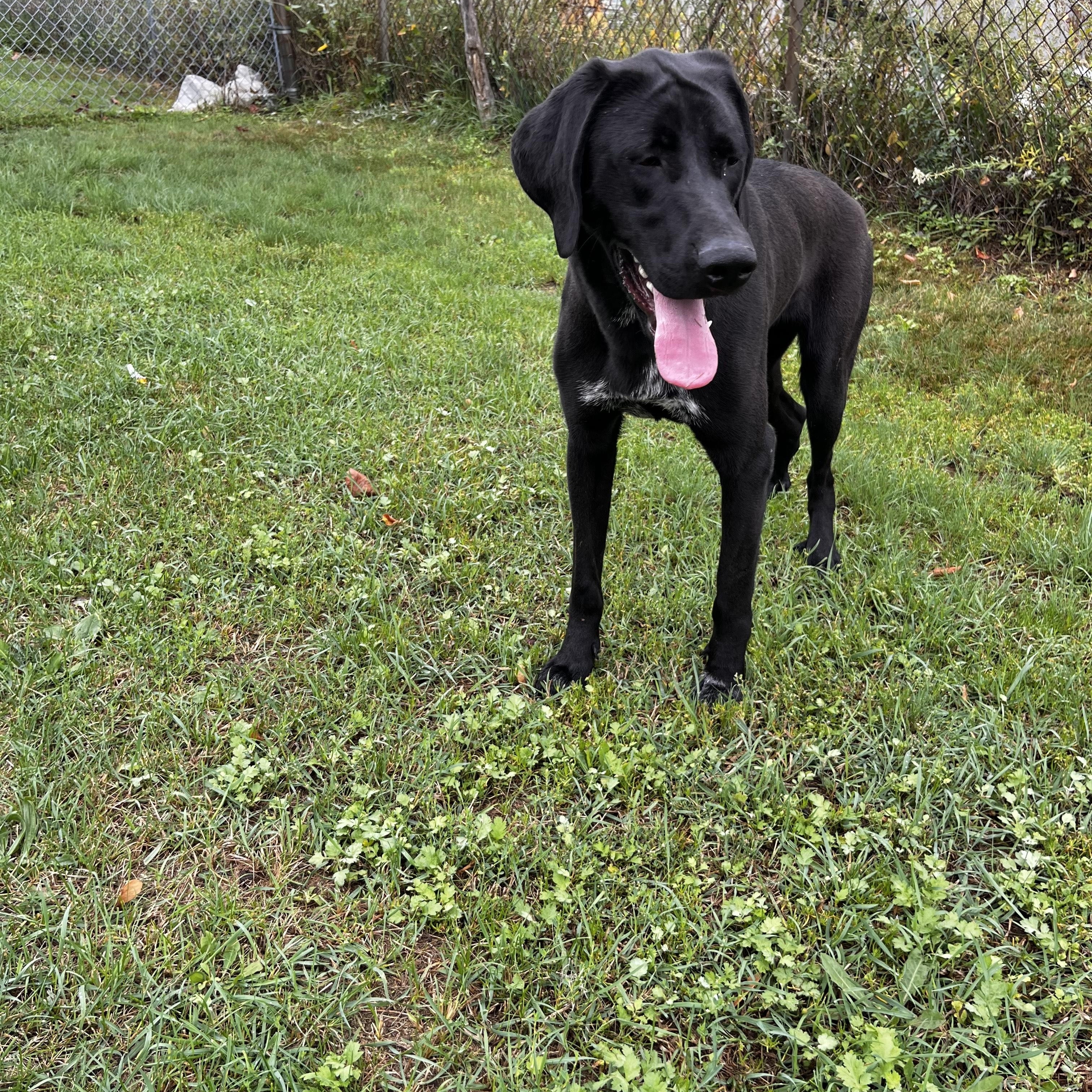 Enlarge Vega - foster placement needed, an adoptable mixed breed in Mississauga, ON image 2/5