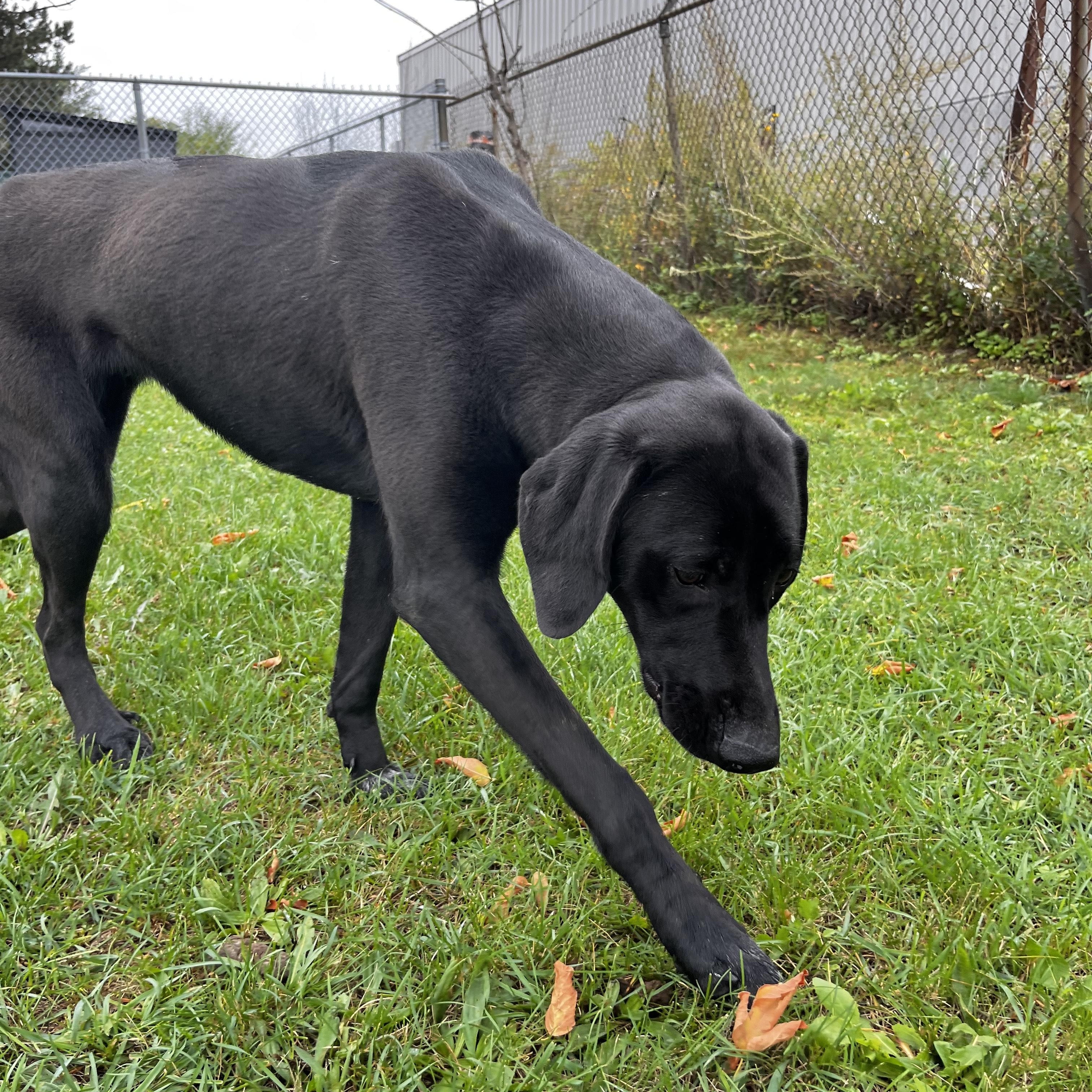 Enlarge Vega - foster placement needed, an adoptable mixed breed in Mississauga, ON image 1/5