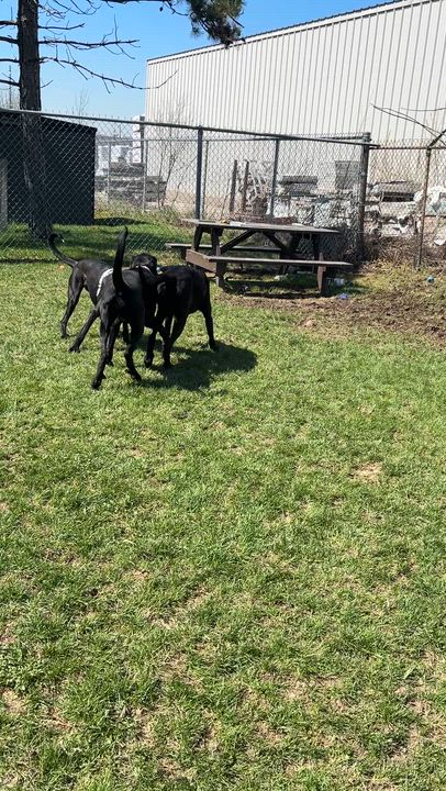 Enlarge Vega - foster placement needed, an adoptable mixed breed in Mississauga, ON video 6/6