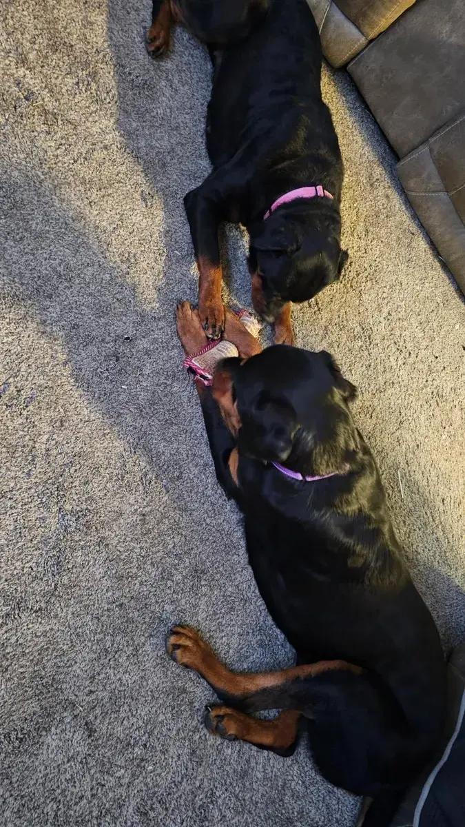 Enlarge Hallie, a ADOPTABLE Rottweiler in Polk, OH image 1/4