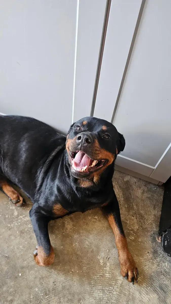 Enlarge Hallie, a ADOPTABLE Rottweiler in Polk, OH image 3/4