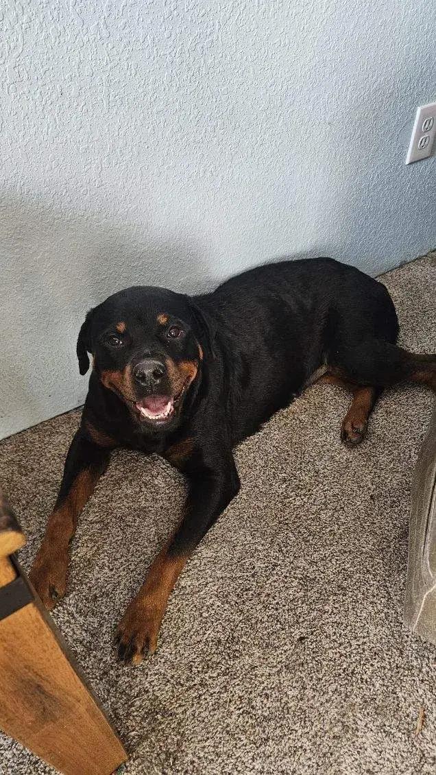 Enlarge Hallie, a ADOPTABLE Rottweiler in Polk, OH image 2/4
