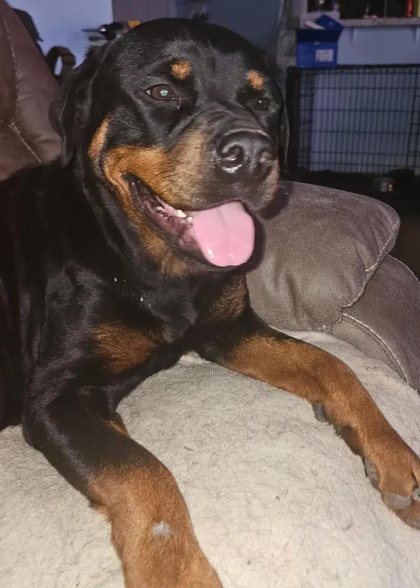 Enlarge Hallie, a ADOPTABLE Rottweiler in Polk, OH image 4/4