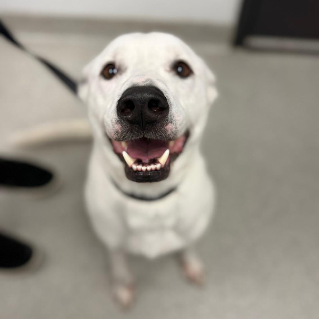 Stud Muffin, Adoptable, Adult Male Mixed Breed.