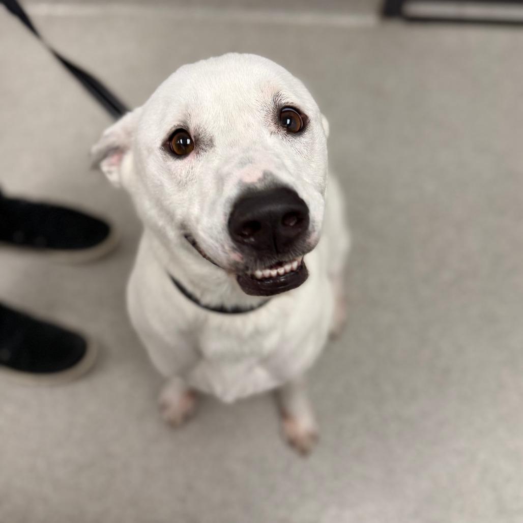 Enlarge Stud Muffin, a Adoptable Mixed Breed in Naperville, IL image 2/3