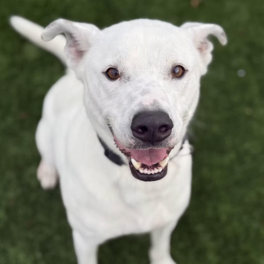 Enlarge Stud Muffin, a Adoptable Mixed Breed in Naperville, IL image 3/3