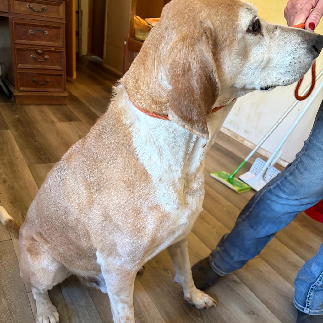 Enlarge Reggie, a Adoptable mixed breed in Corvallis, OR image 3/5