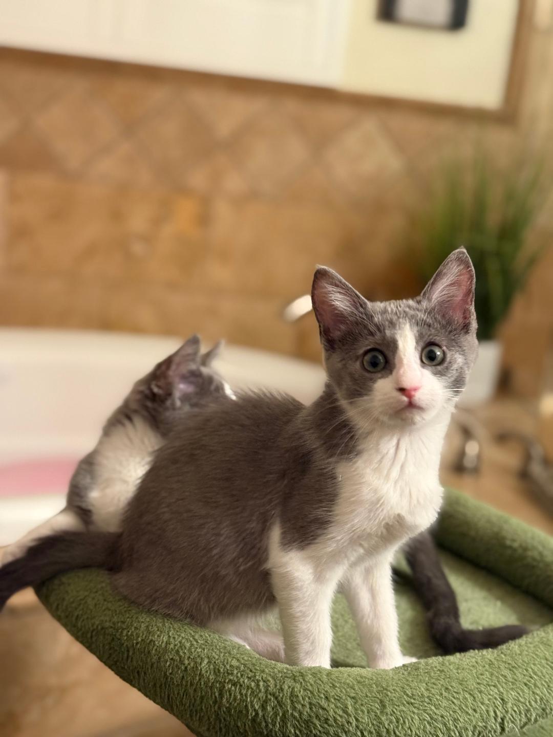 Kim, Adopted, Young Female Domestic Short Hair.