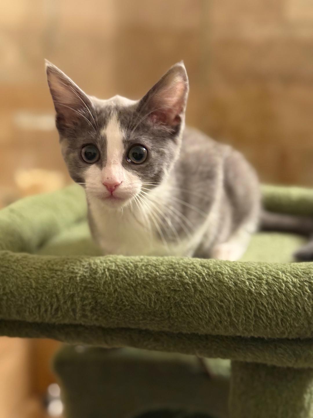 Kim, a Adopted Domestic Short Hair in Torrance, CA image 2/2