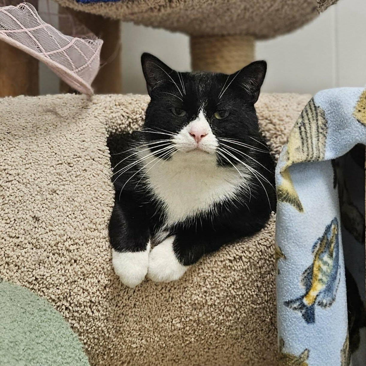Enlarge Sylvester, a Adoptable Tuxedo in Wapakoneta, OH image 1/6
