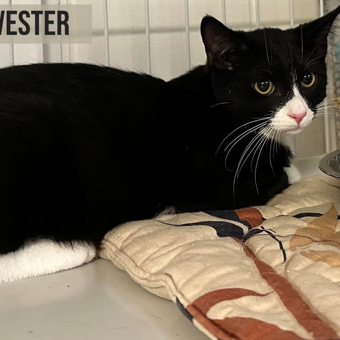 Enlarge Sylvester, a Adoptable Tuxedo in Wapakoneta, OH image 1/7