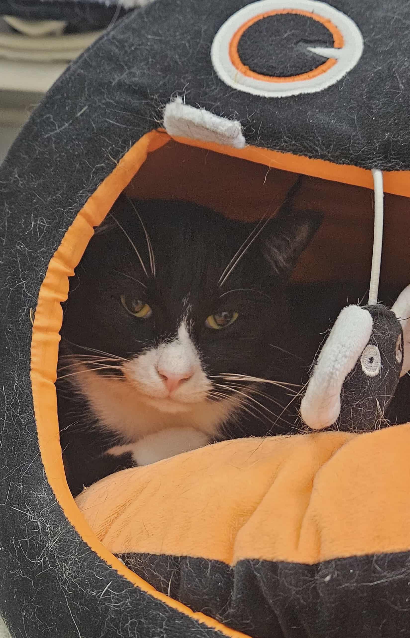 Enlarge Sylvester, a Adoptable Tuxedo in Wapakoneta, OH image 5/6