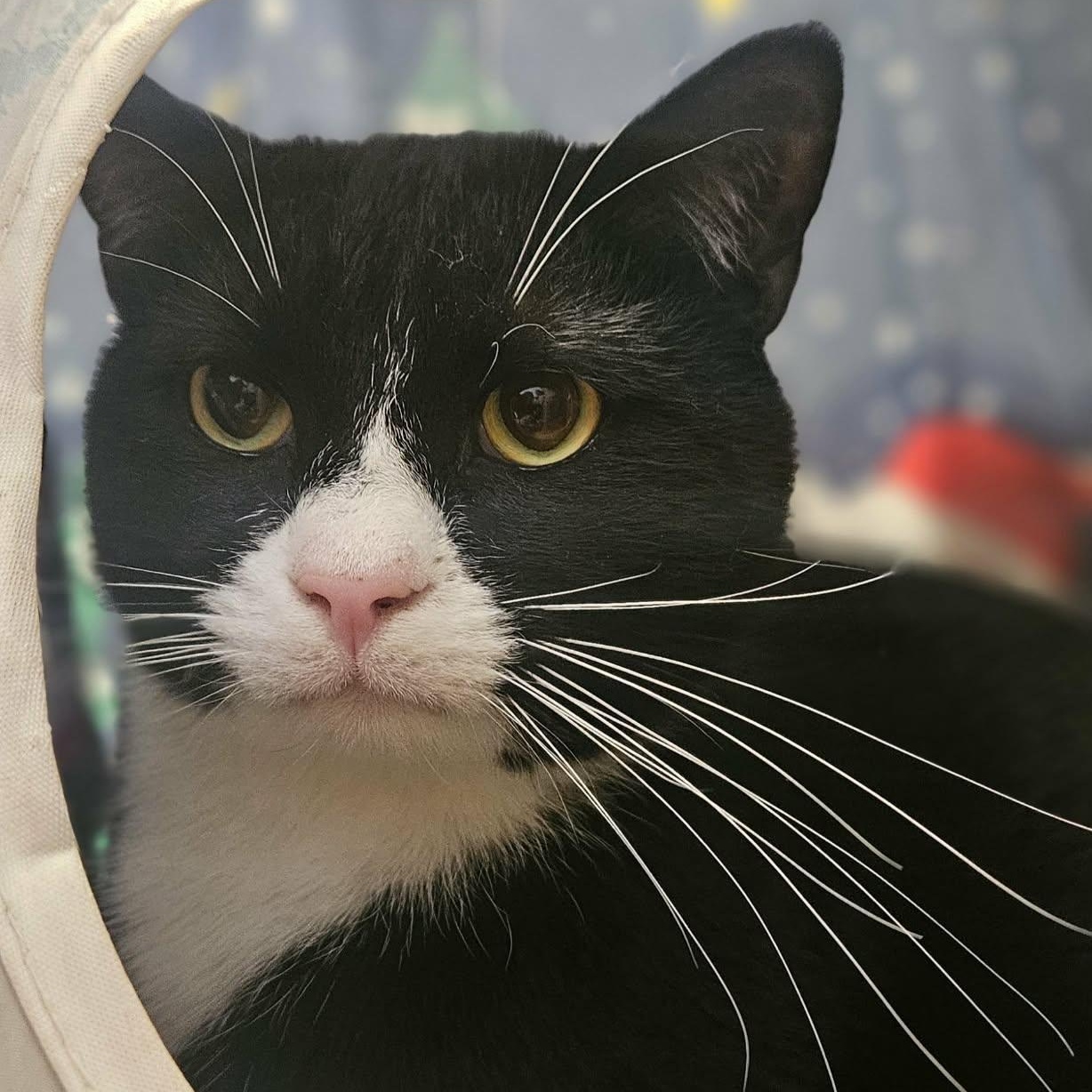 Enlarge Sylvester, a Adoptable Tuxedo in Wapakoneta, OH image 3/6