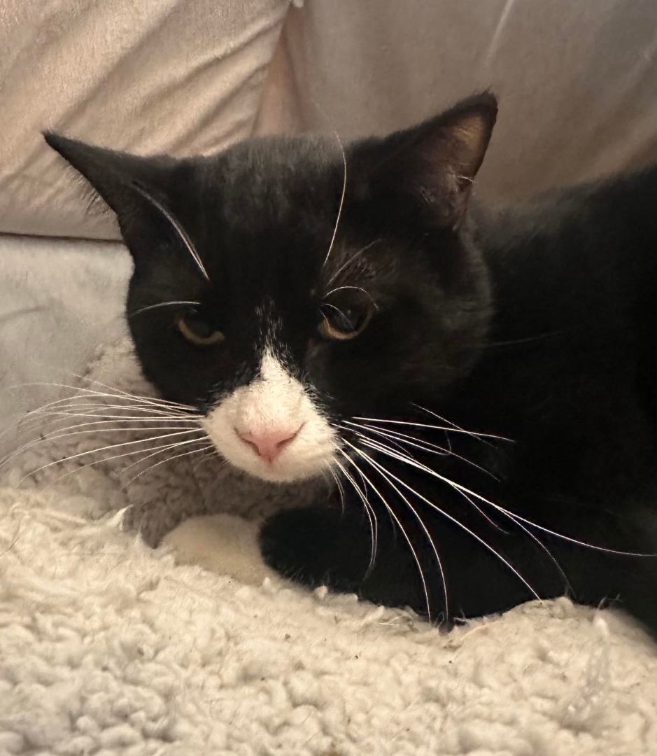 Enlarge Sylvester, a Adoptable Tuxedo in Wapakoneta, OH image 2/7