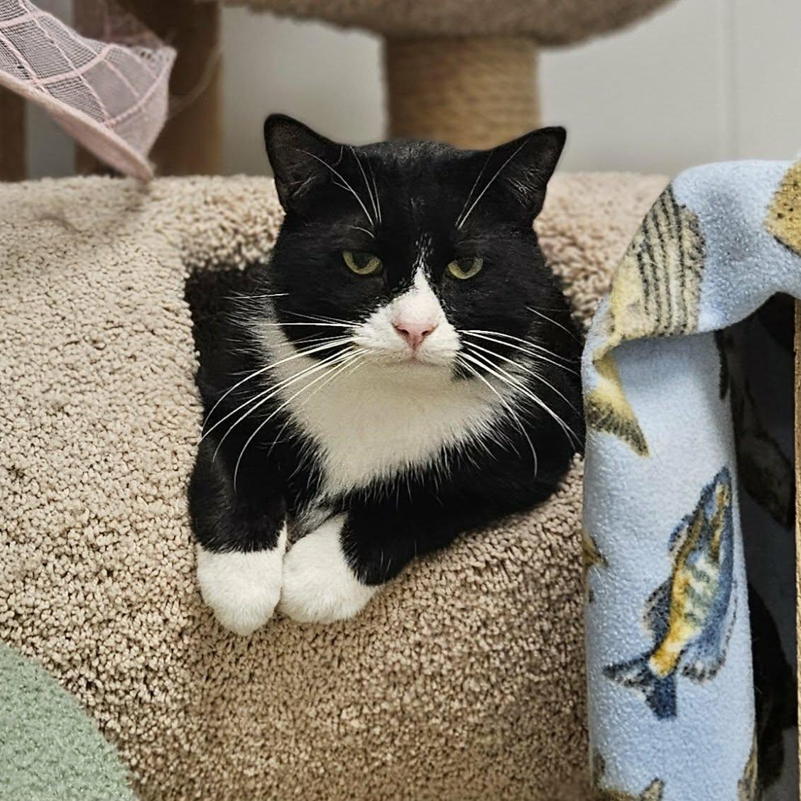 Enlarge Sylvester, a Adoptable Tuxedo in Wapakoneta, OH image 2/6