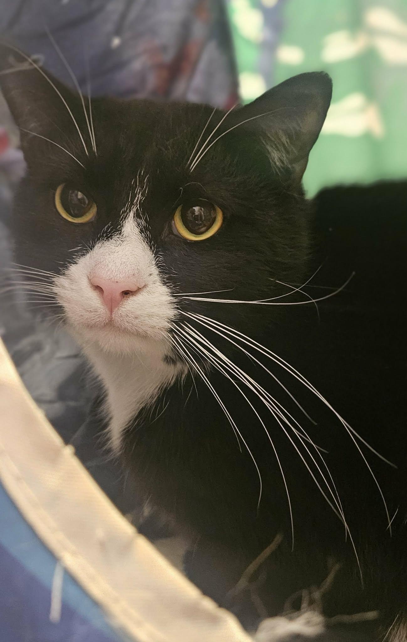Enlarge Sylvester, a Adoptable Tuxedo in Wapakoneta, OH image 4/6