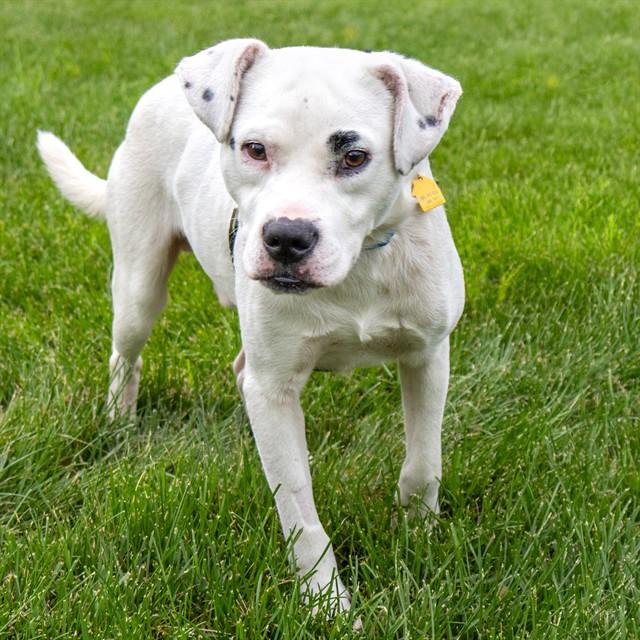 PANKO, Adoptable, Adult Male Labrador Retriever & Mixed Breed.