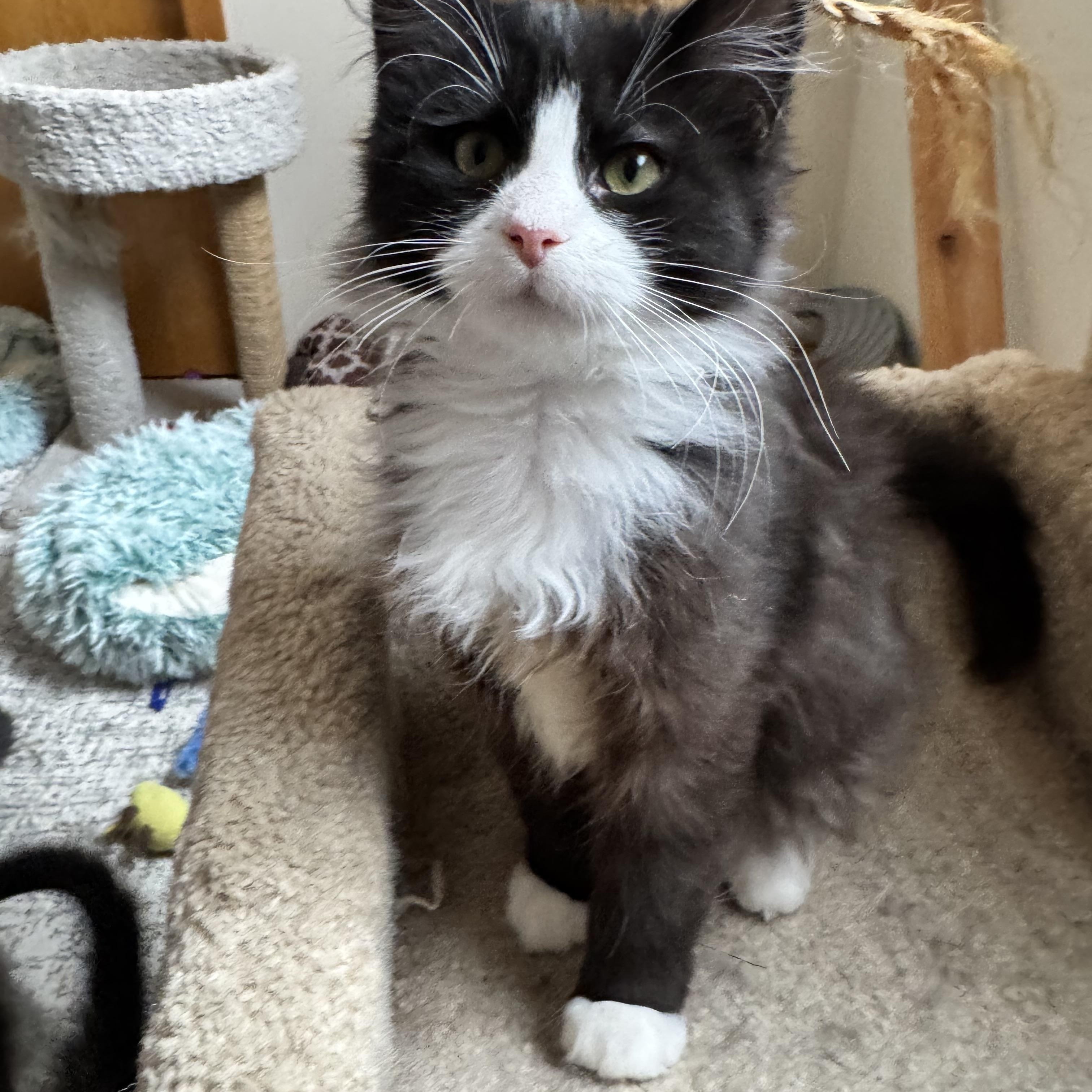 Enlarge Felix, an adopted Domestic Long Hair in Richfield , MN image 1/1