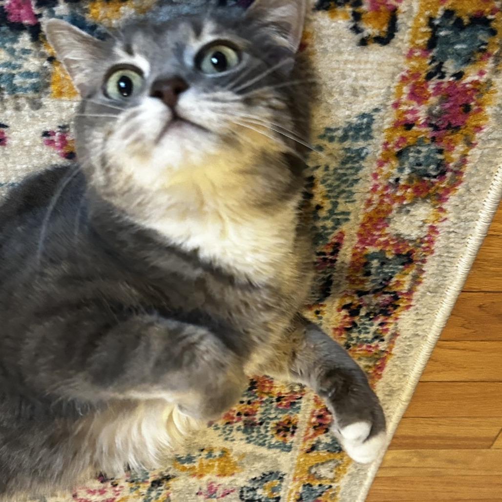 Lily, Adoptable, Adult Female Domestic Short Hair.