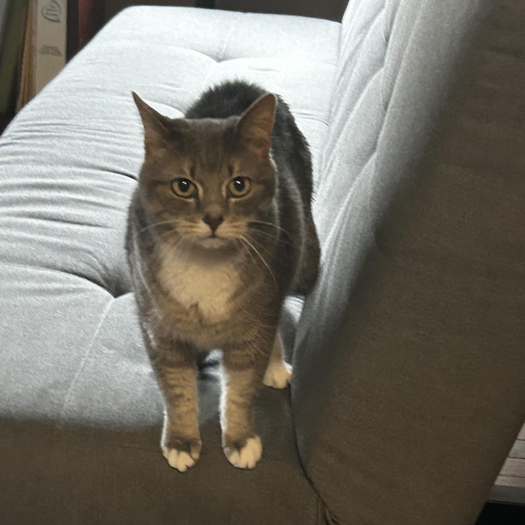 Enlarge Lily, a Adoptable Domestic Short Hair in Harrisonburg, VA image 5/6