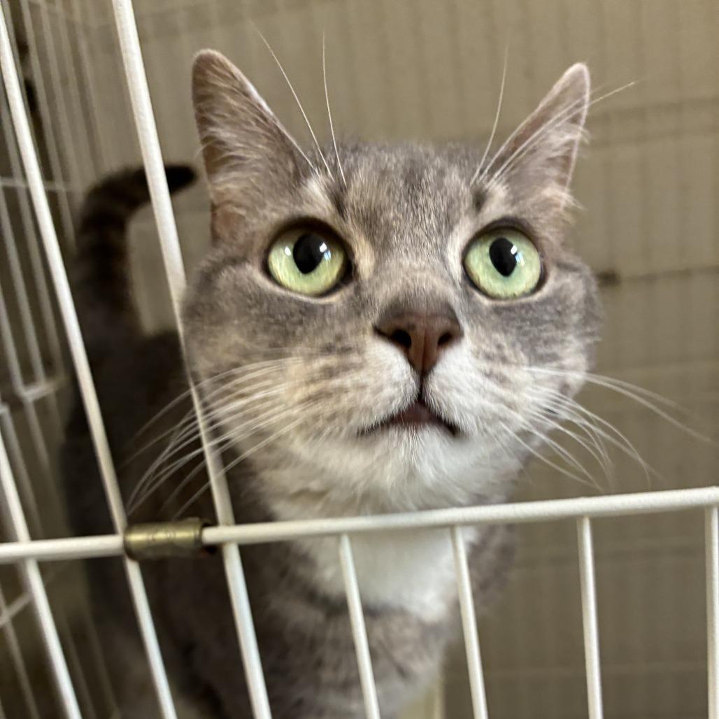 Enlarge Lily, a Adoptable Domestic Short Hair in Harrisonburg, VA image 6/6