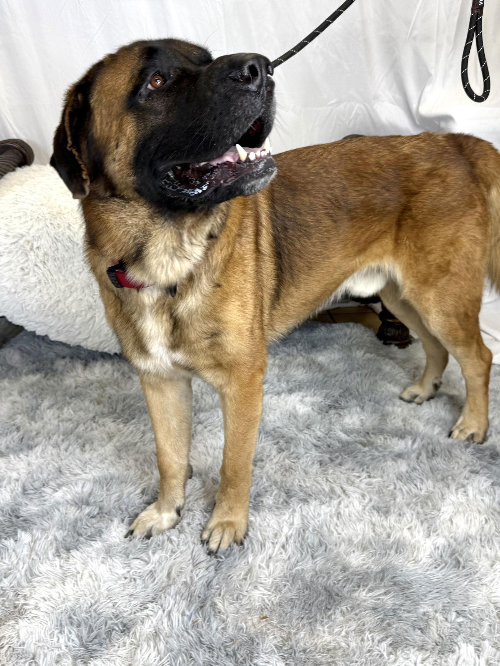 Enlarge Bear, a Adoptable Mastiff in Glendale, AZ image 1/3