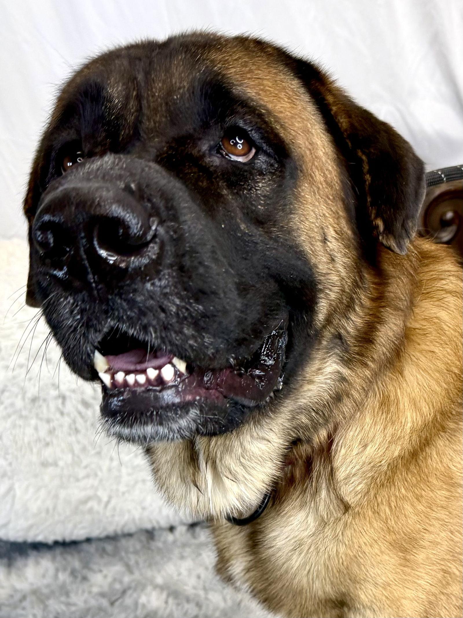 Enlarge Bear, a Adoptable Mastiff in Glendale, AZ image 2/3