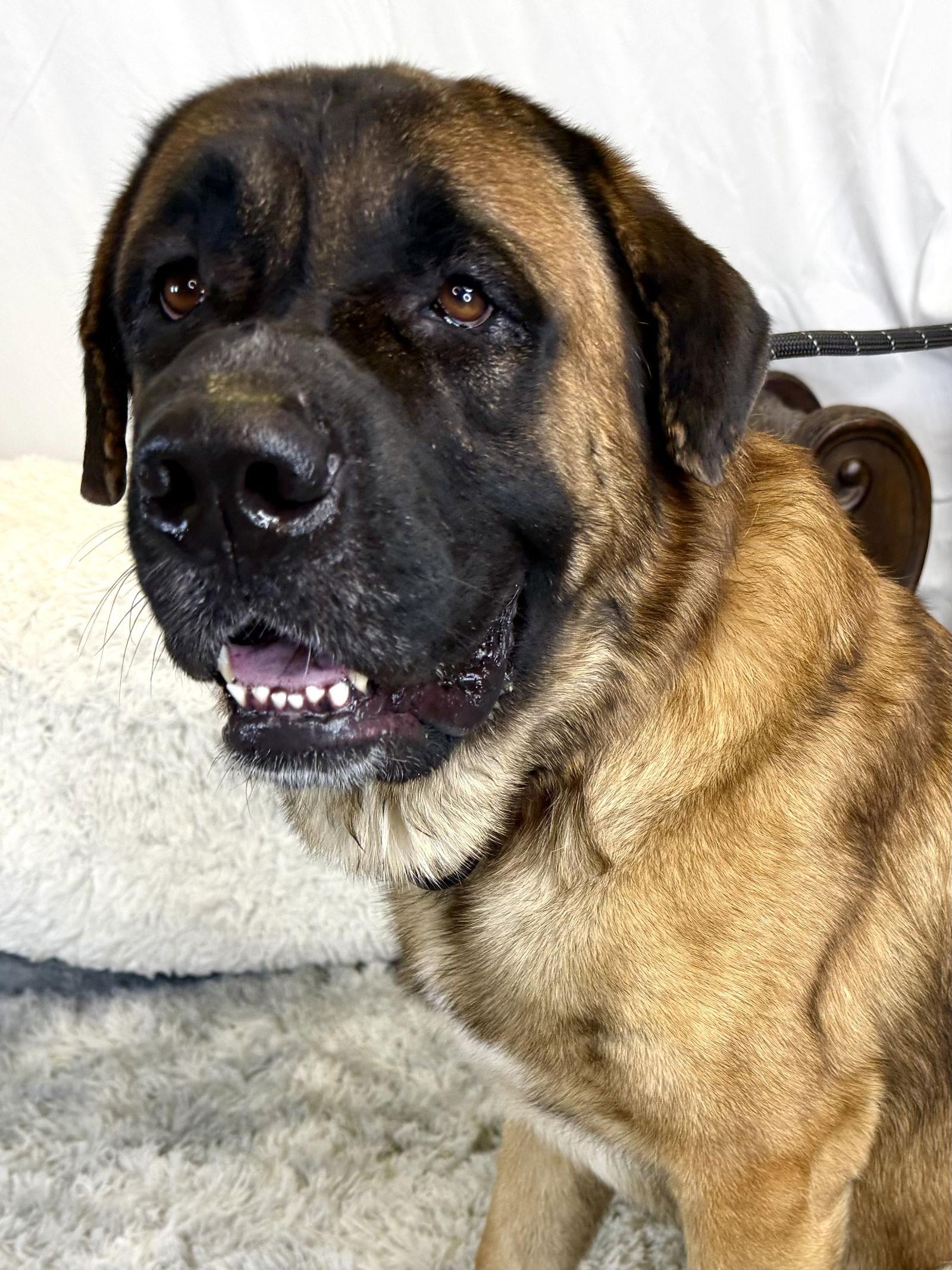 Enlarge Bear, a Adoptable Mastiff in Glendale, AZ image 3/3