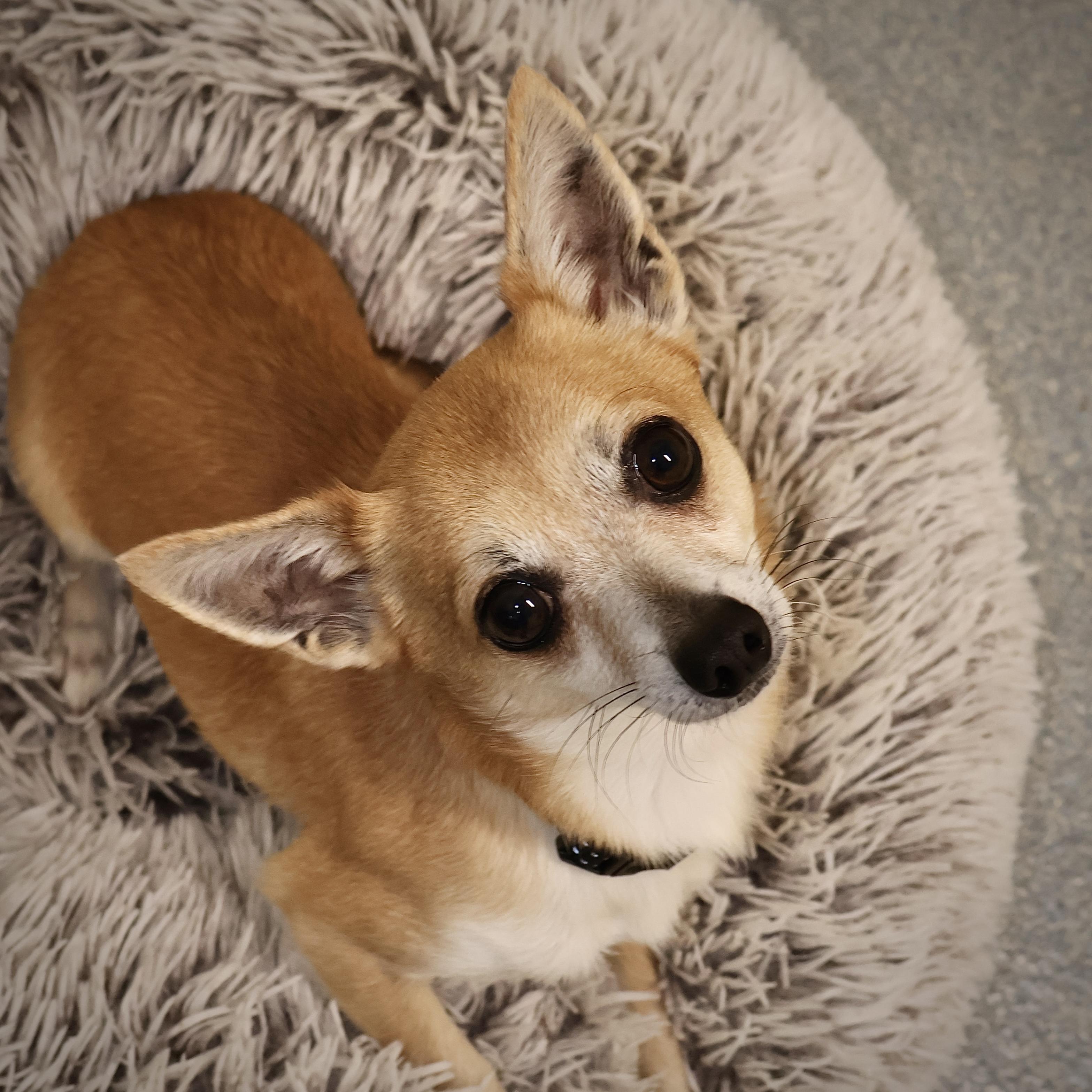 A Chico **available at offsite adoption event on Sunday, 11/23 * please read bio for info *