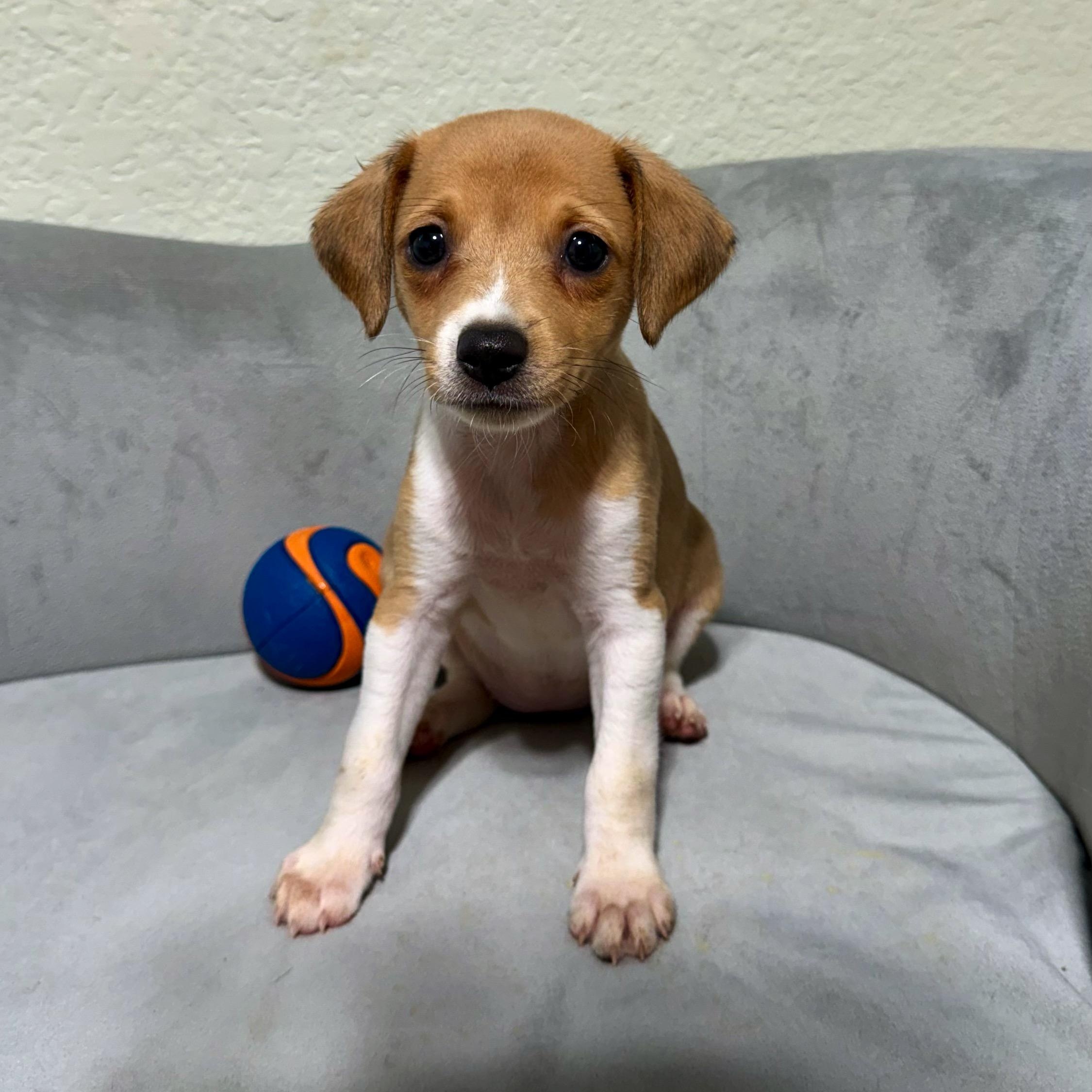Opal, Adopted, Puppy Female Rat Terrier & Beagle.