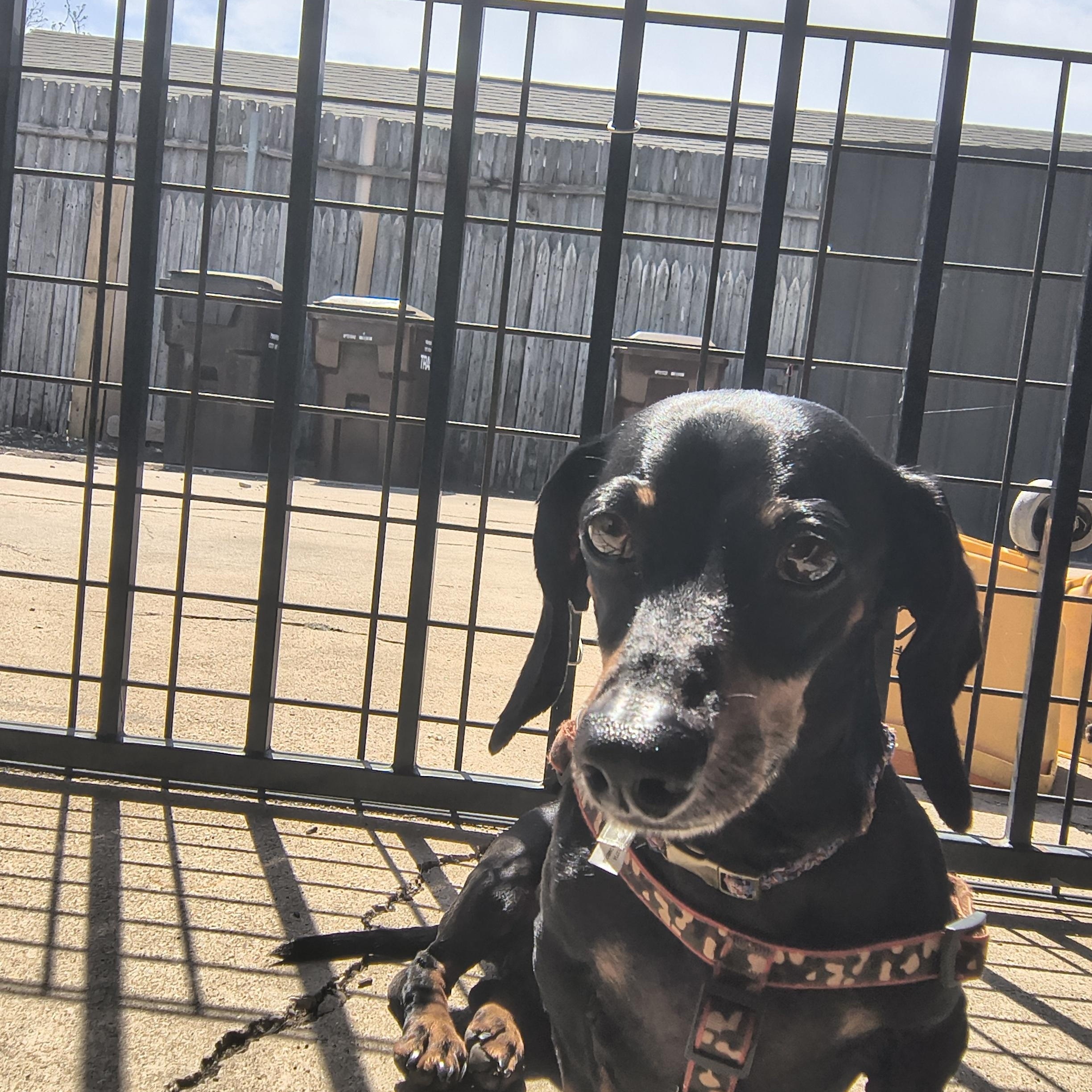 Enlarge Cosmic, an adopted Miniature Dachshund in Plano, TX image 3/5