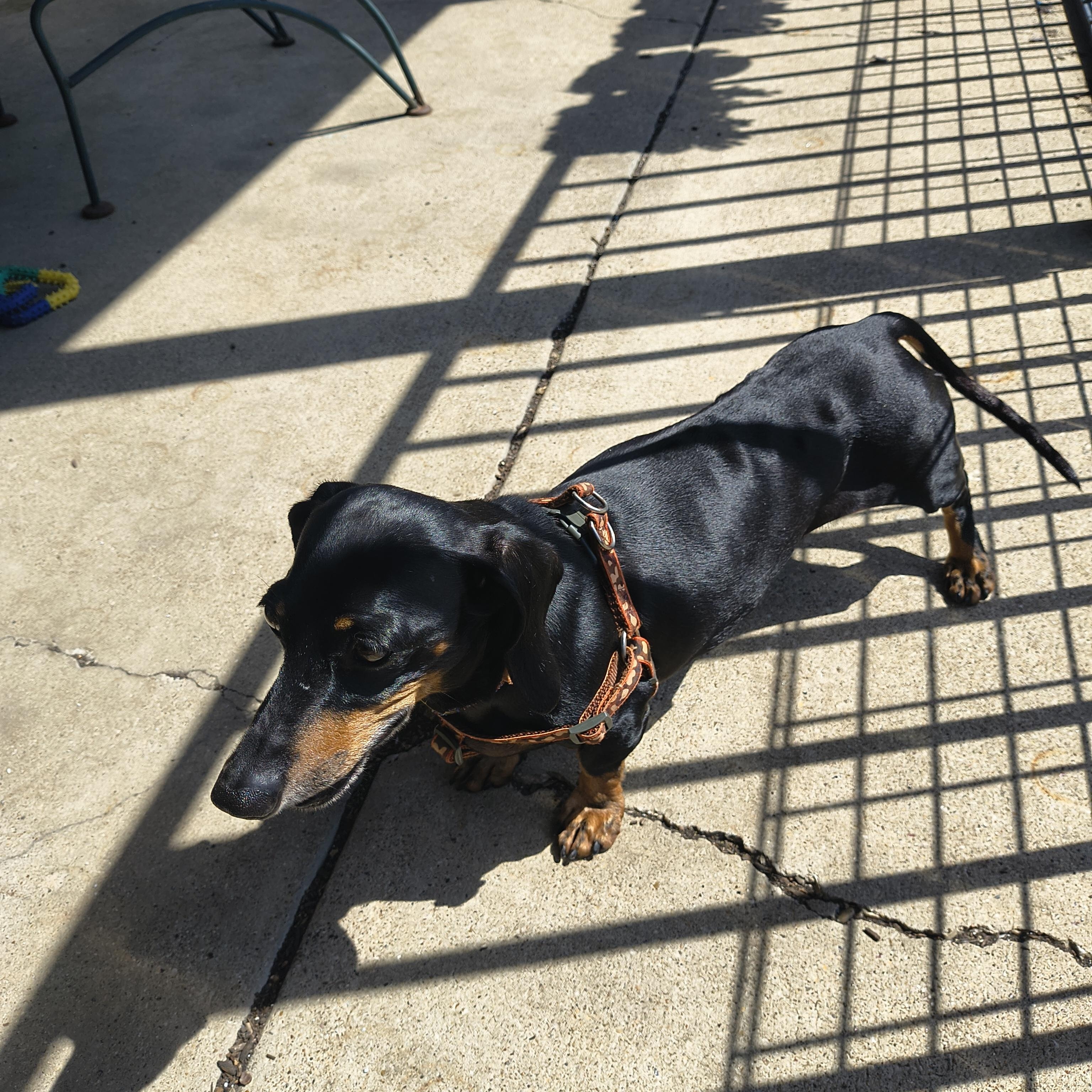 Enlarge Cosmic, an adopted Miniature Dachshund in Plano, TX image 2/5