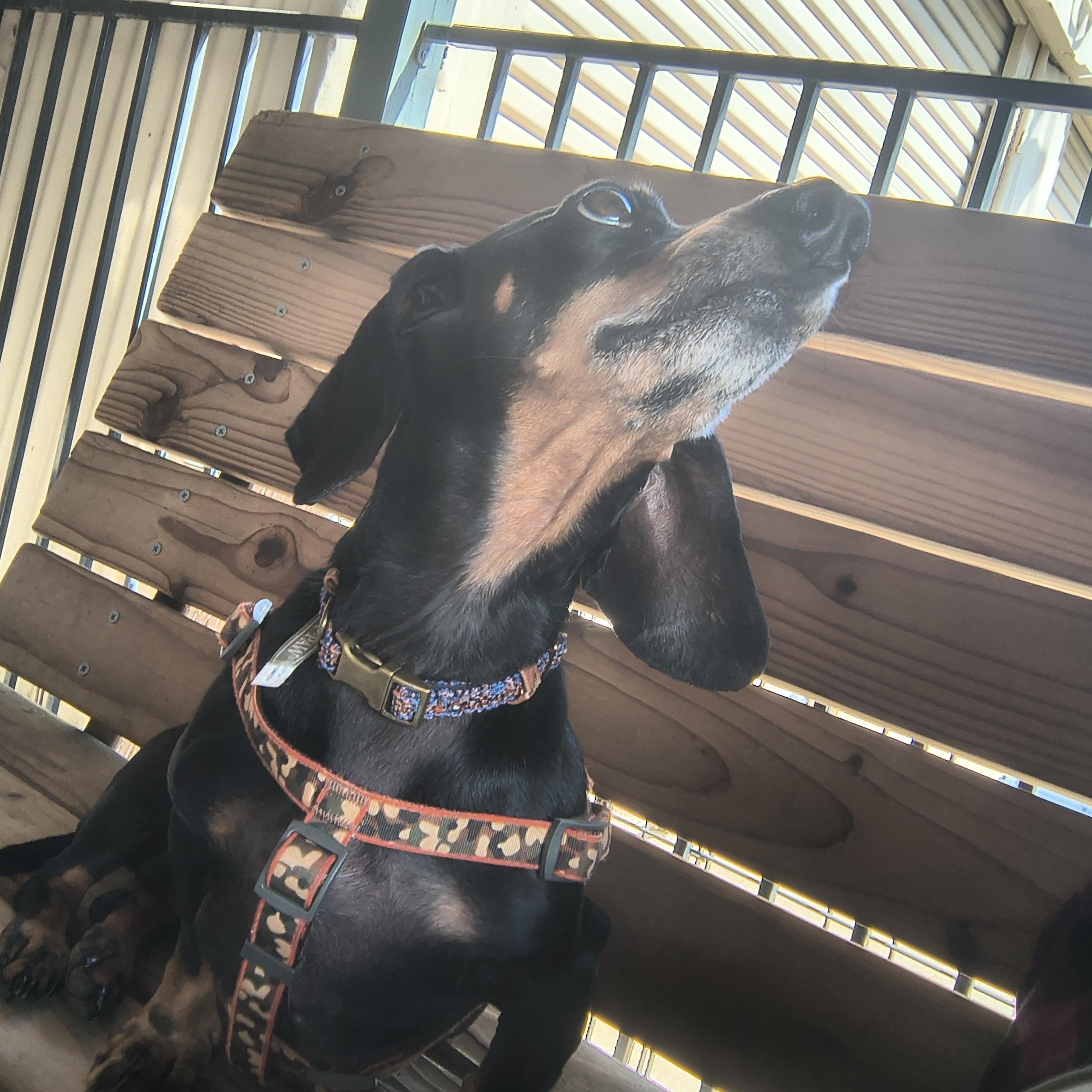 Enlarge Cosmic, an adopted Miniature Dachshund in Plano, TX image 5/5
