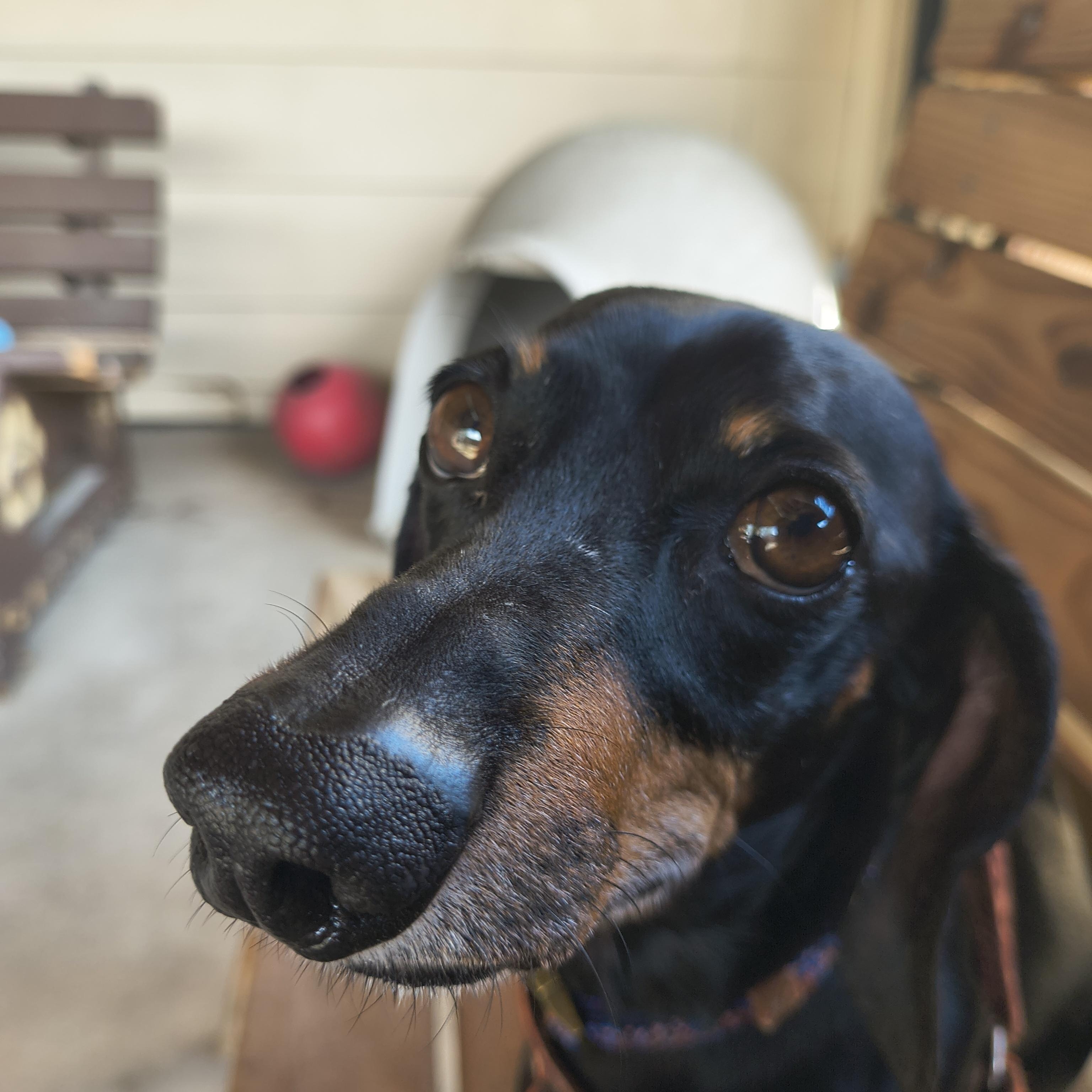 Cosmic, adopted, Senior Male Miniature Dachshund.
